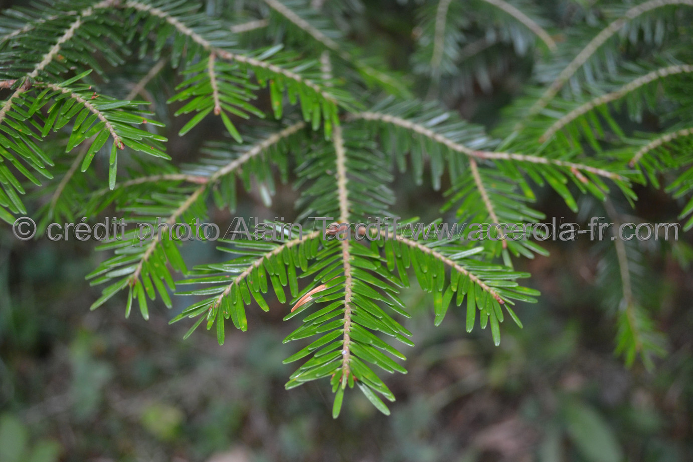 Abies pectinata