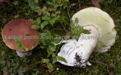 champignons, cèpe