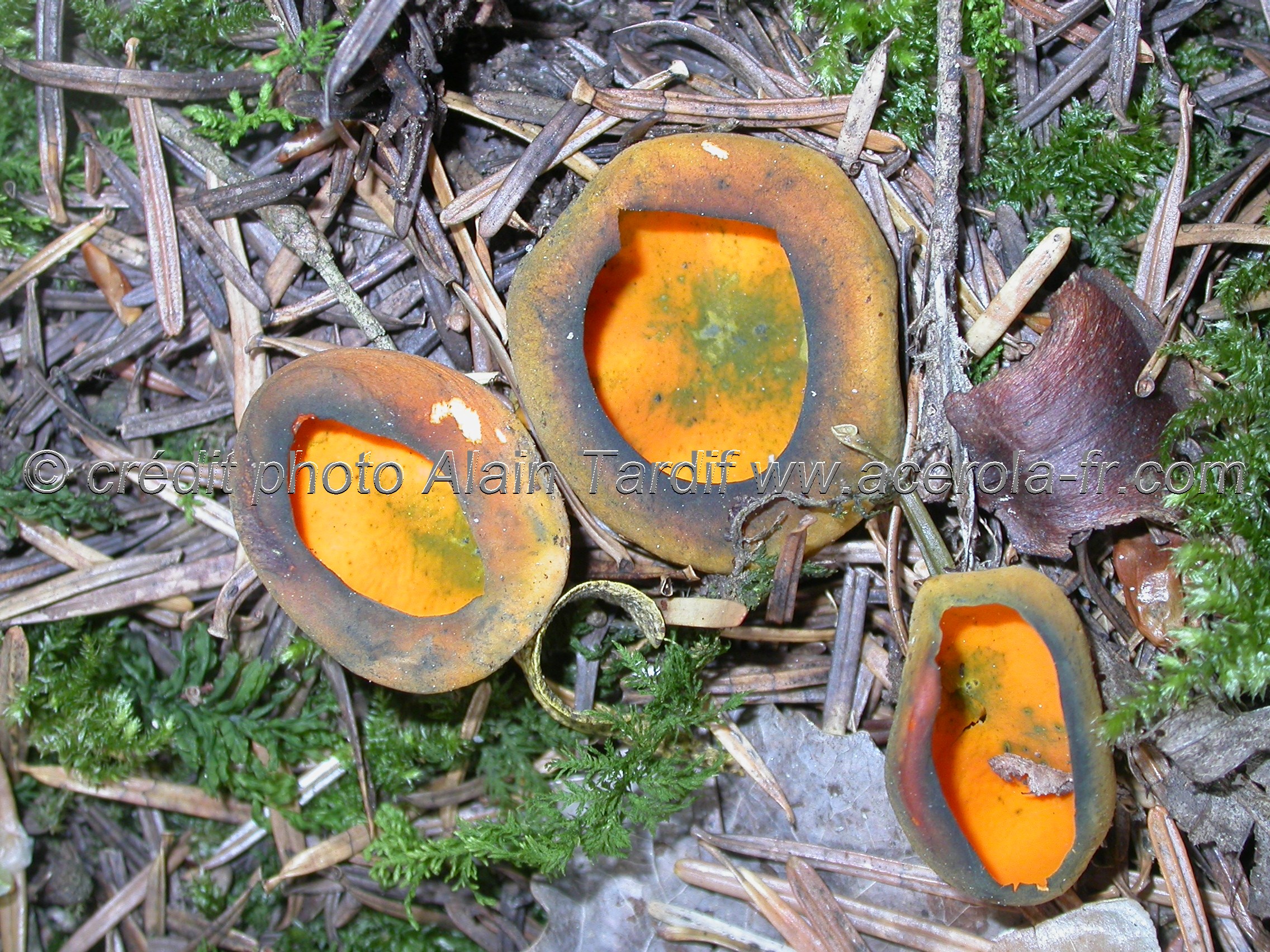 Caloscypha fulgens Caloscypha fulgens