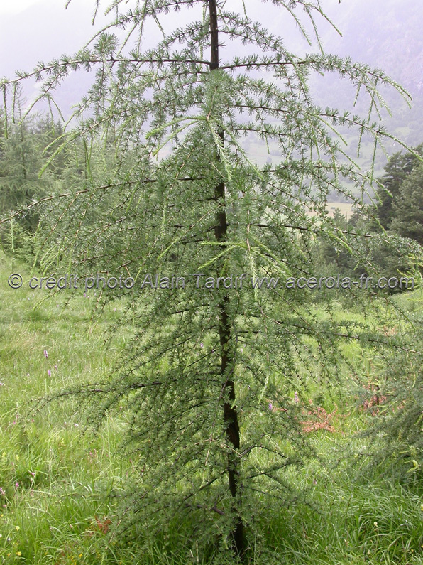 Larix decidua 2 Larix decidua 2