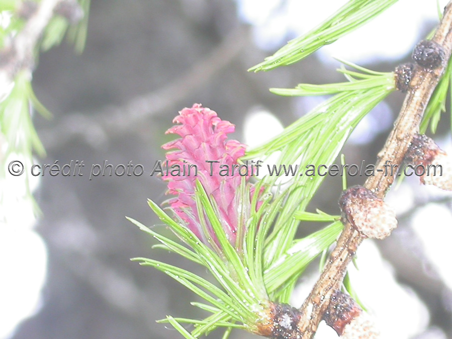 Larix decidua Larix decidua