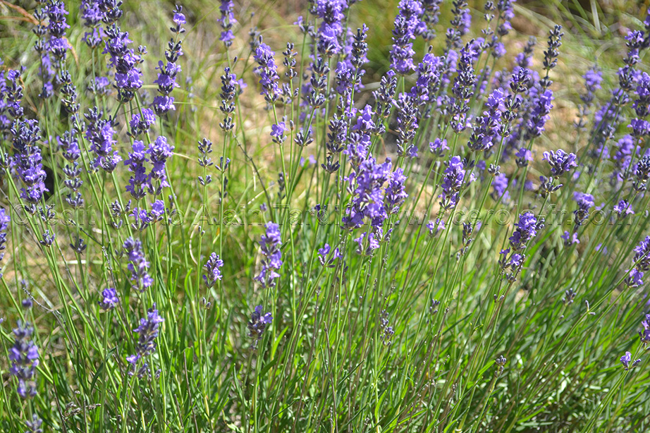 les plantes aromatiques