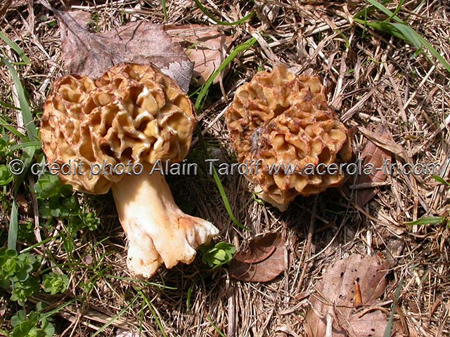 Morchella rotunda Morchella rotunda