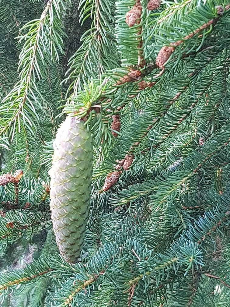 Picea excelsior Picea excelsior