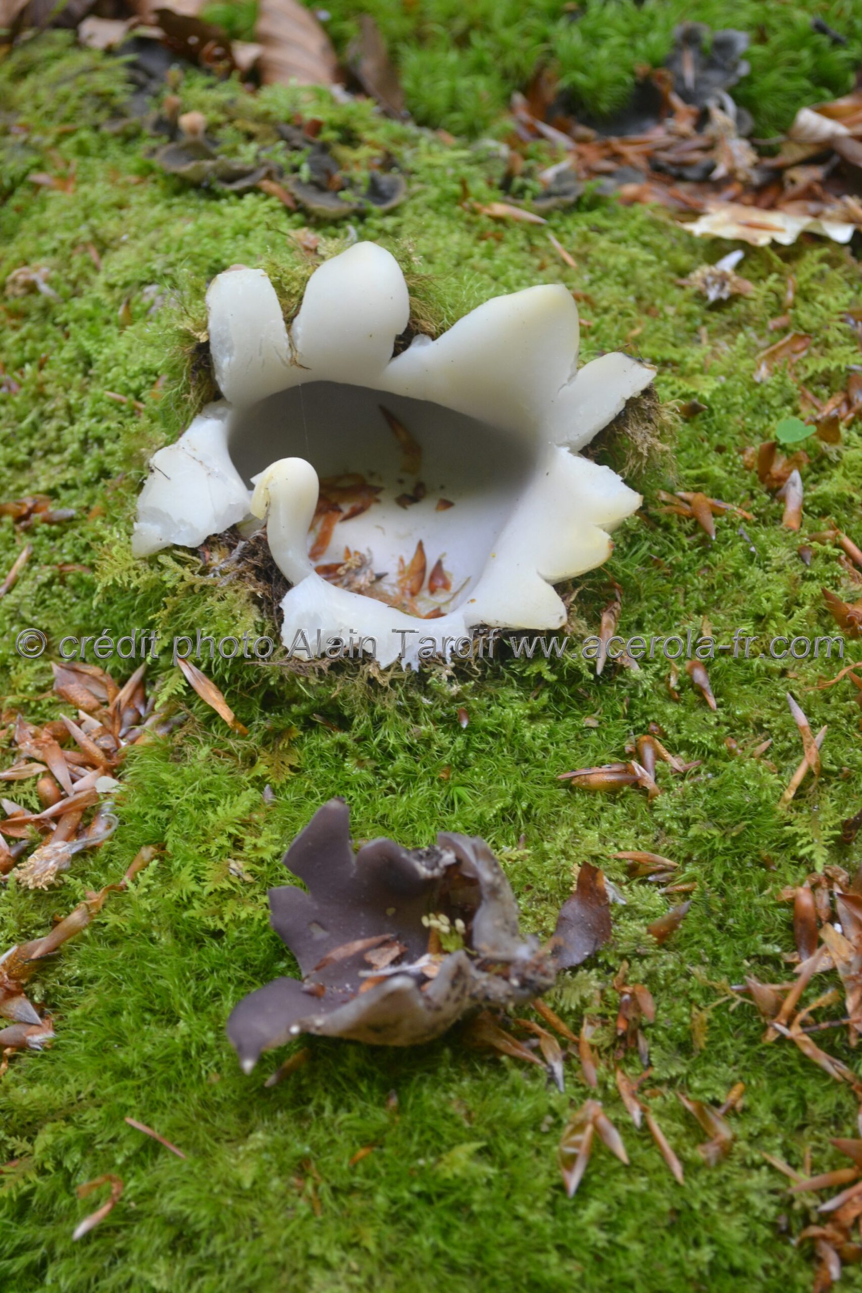 Sarcosphaera coronaria Sarcosphaera coronaria
