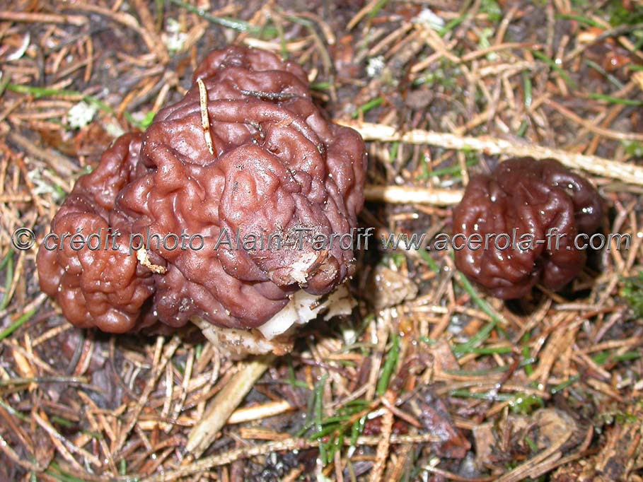 gyromitra esculenta Gyromitra esculenta