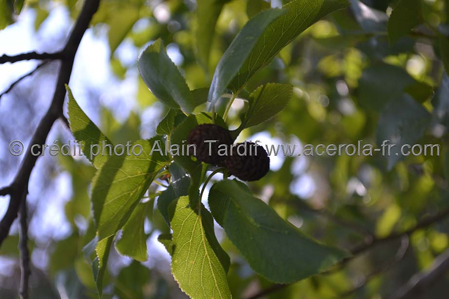 Alnus cordata 2 Alnus cordata 2