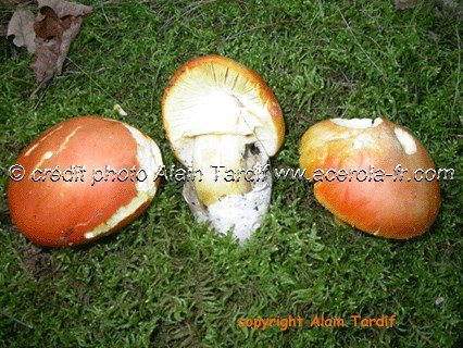 Amanita caesara 2 Amanita caesarea 2