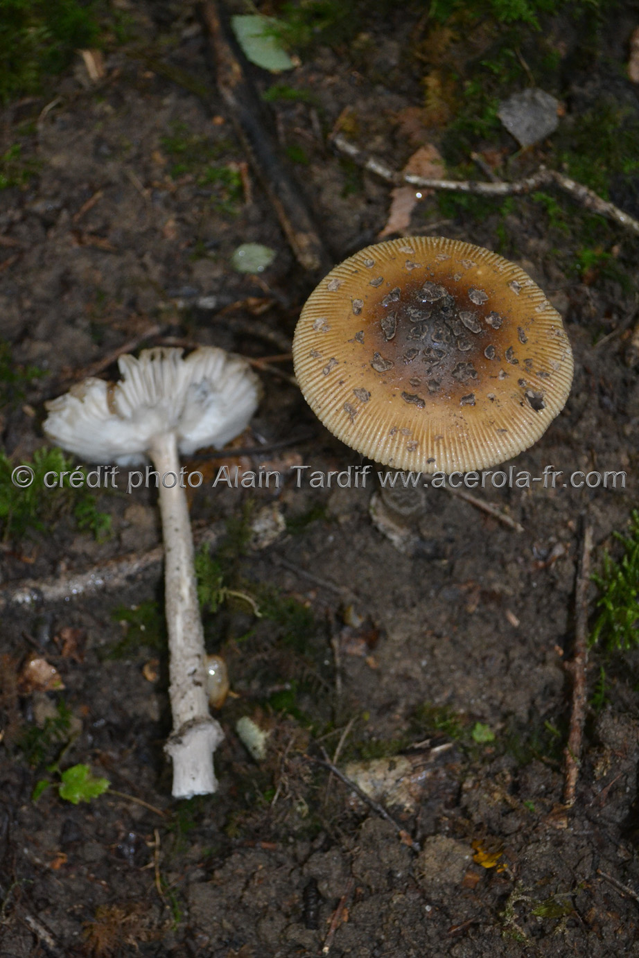 Amanita inaurata Amanita inaurata