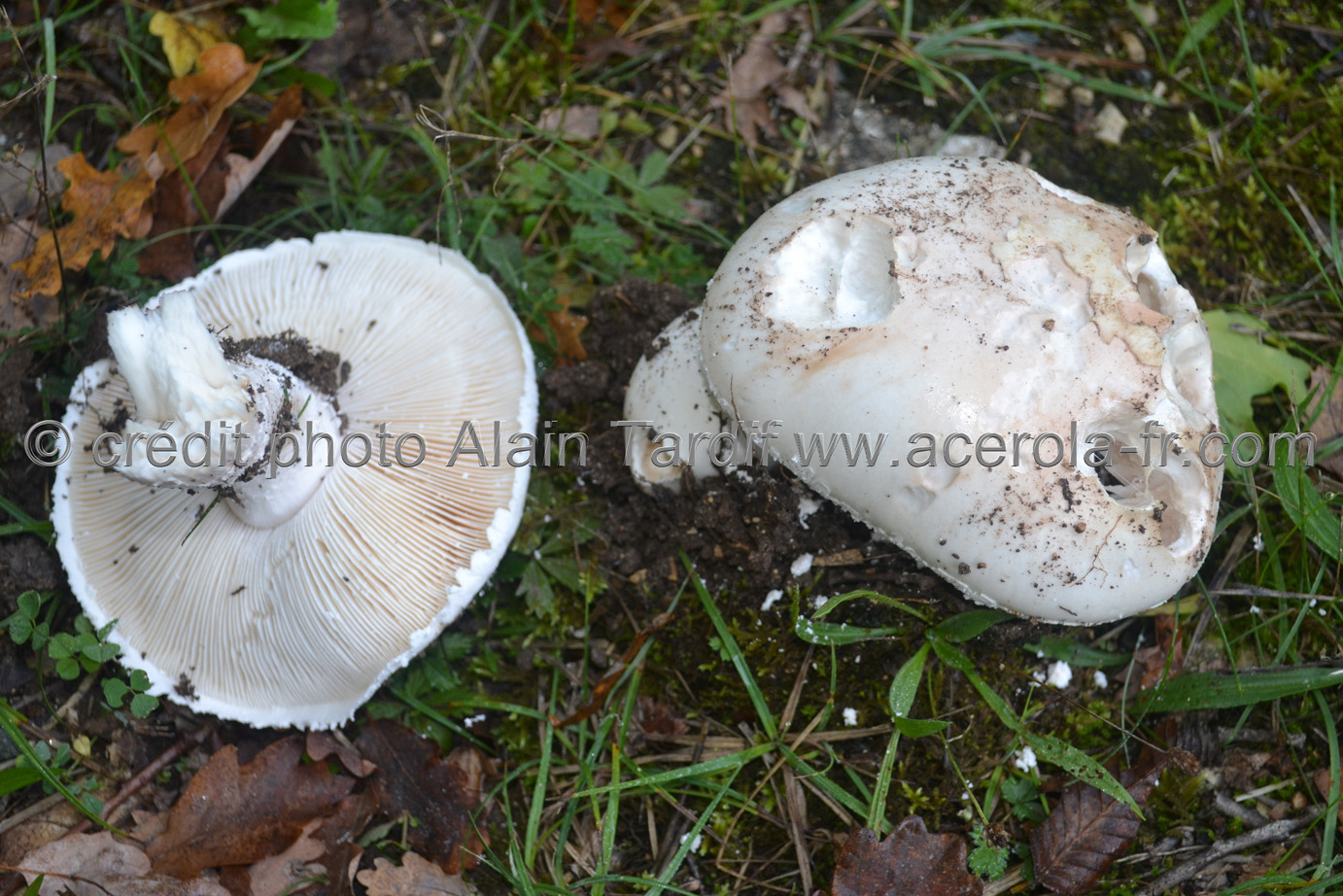 Amanita ovoidea Amanita ovoidea