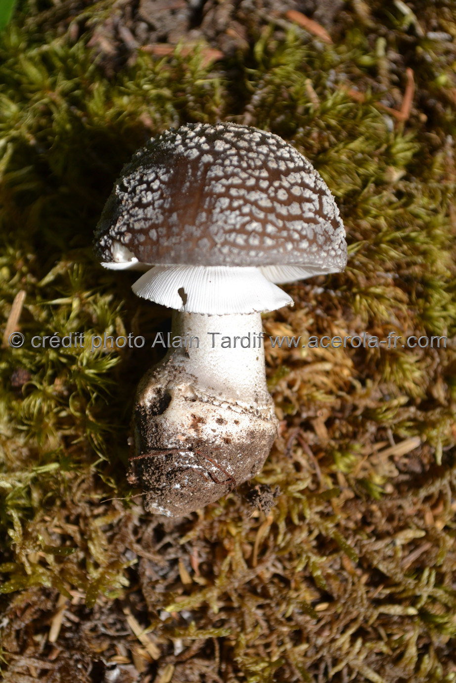 Amanita spissa Amanita spissa