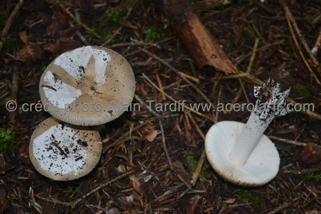 Amanita vaginata var grisea 2 Amanita vaginata 2