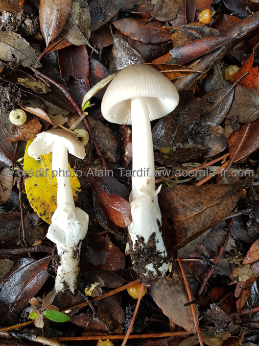Amanita vaginata var grisea 4 Amanita vaginata 4