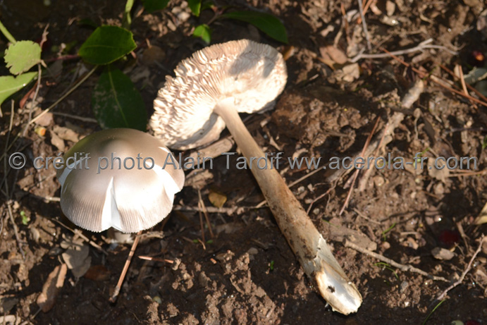 Amanita vaginata var grisea Amanita vaginata