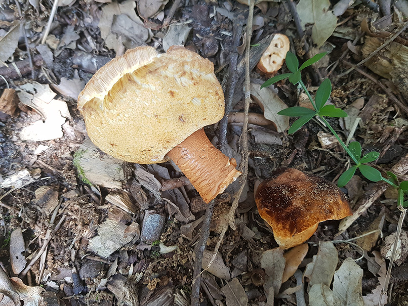 Boletus castaneus Boletus castaneus