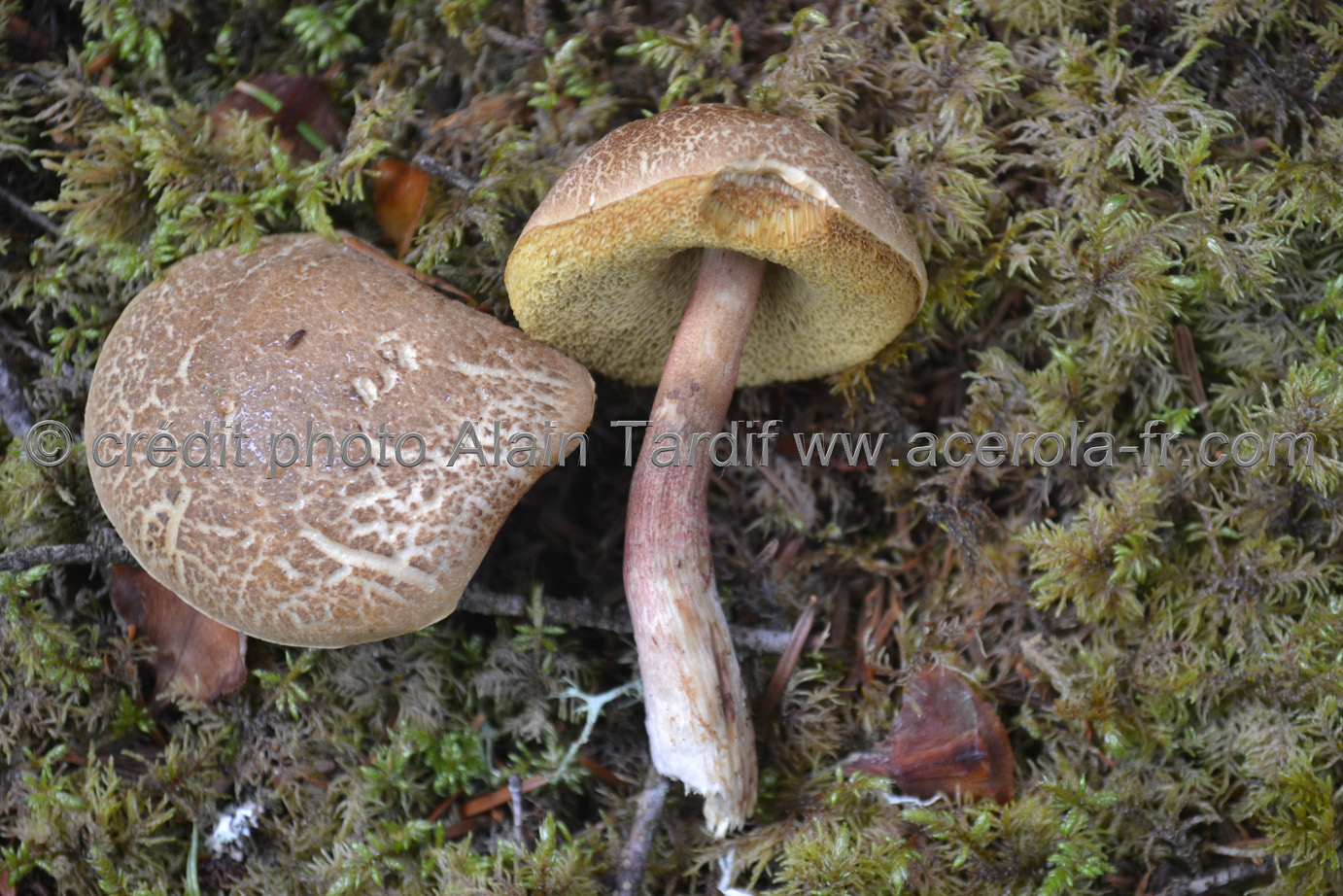 Boletus chrysenteron Boletus chrysenteron