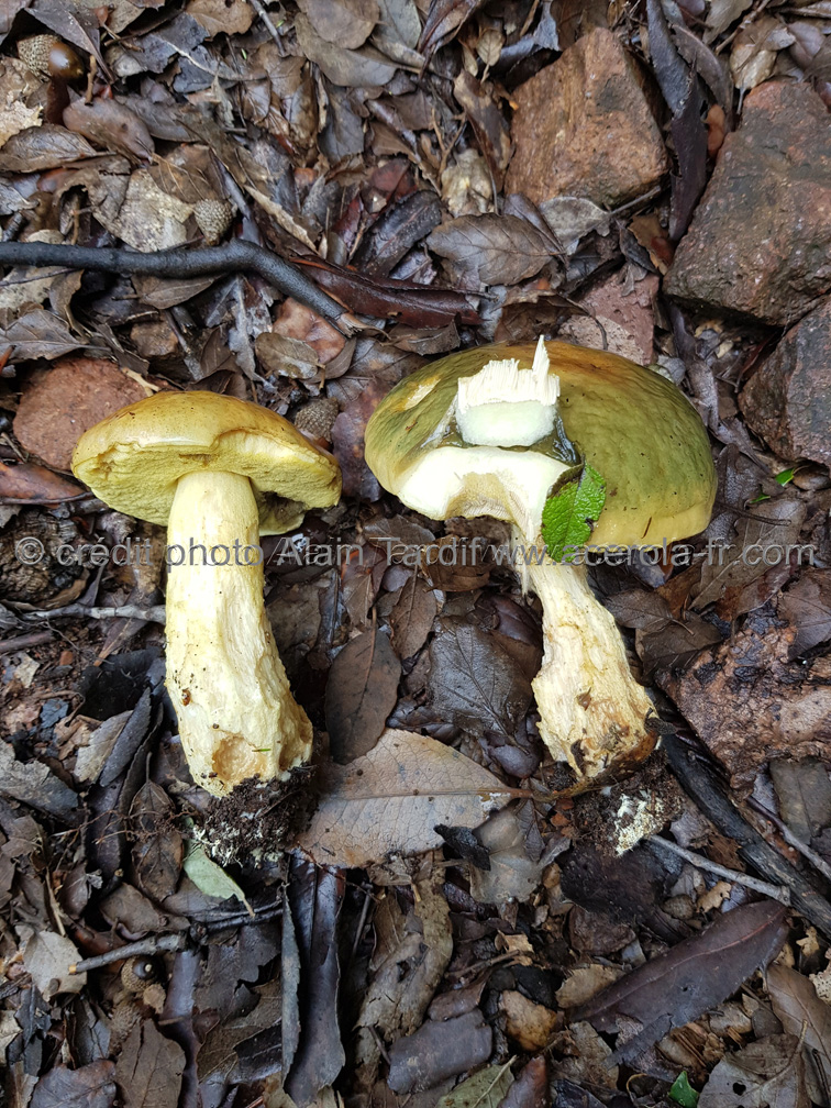 Boletus crocipodius 2 Boletus crocipodius 2