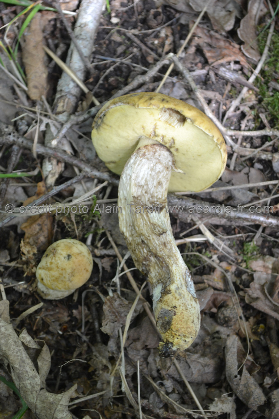 Boletus crocipodius Boletus crocipodius