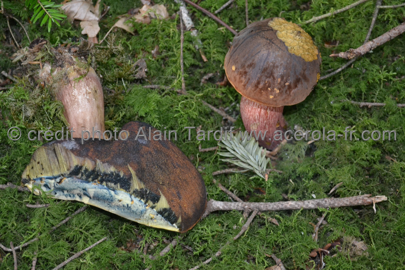 Boletus erythropus Boletus erythropus
