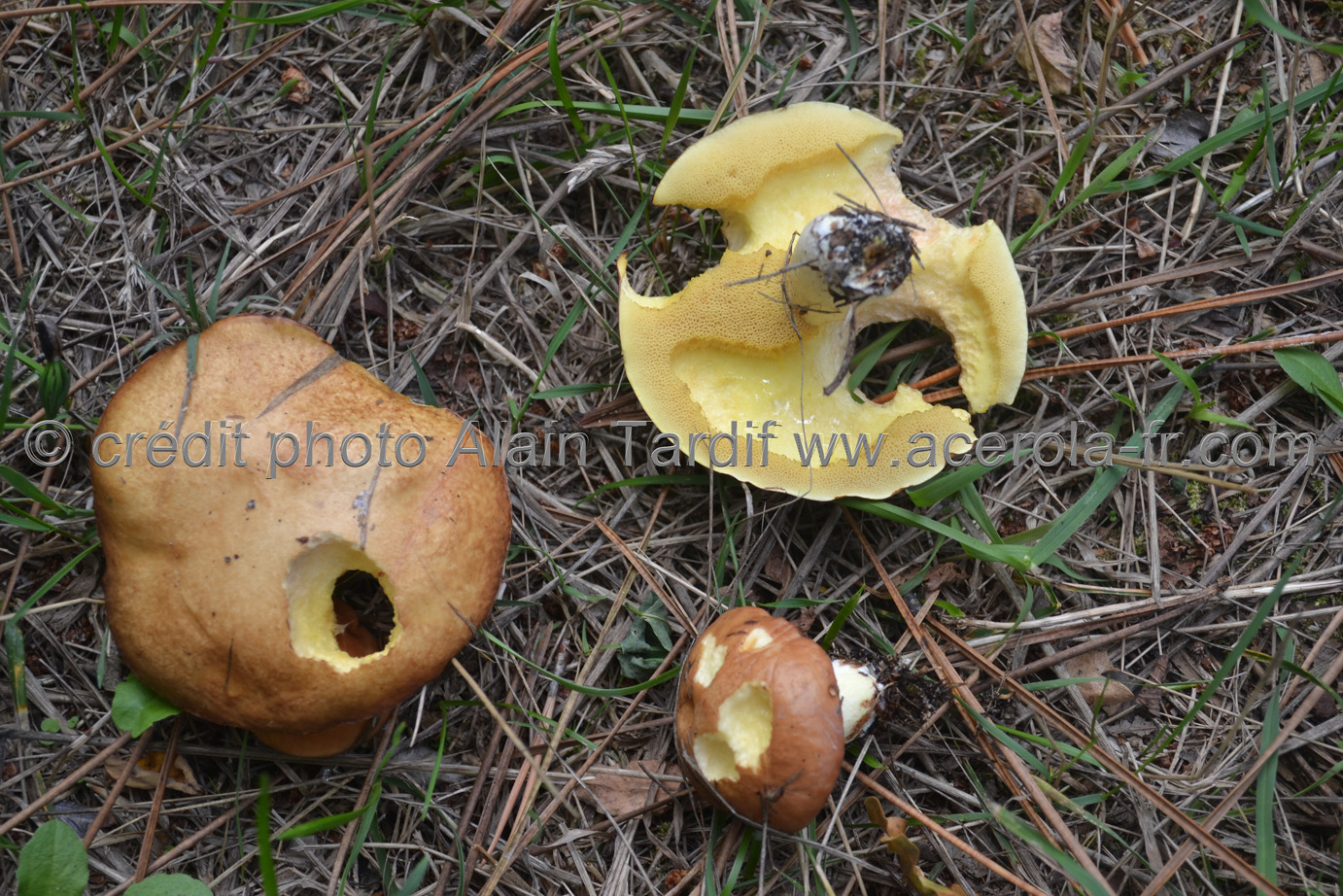 Boletus granulatus 3 Boletus granulatus 3
