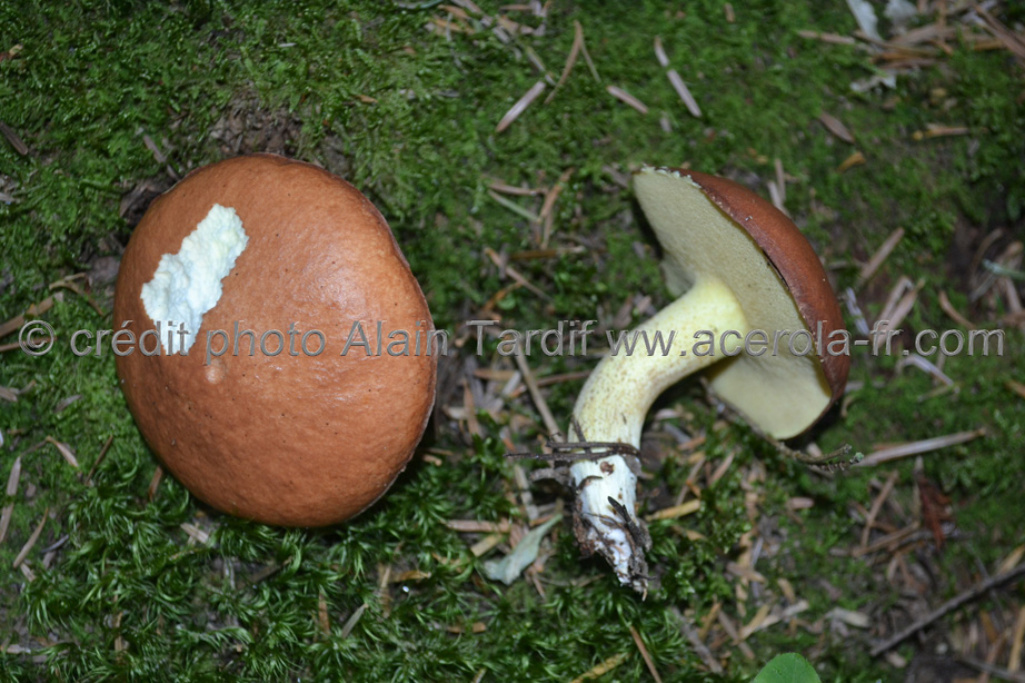 Boletus granulatus Boletus granulatus