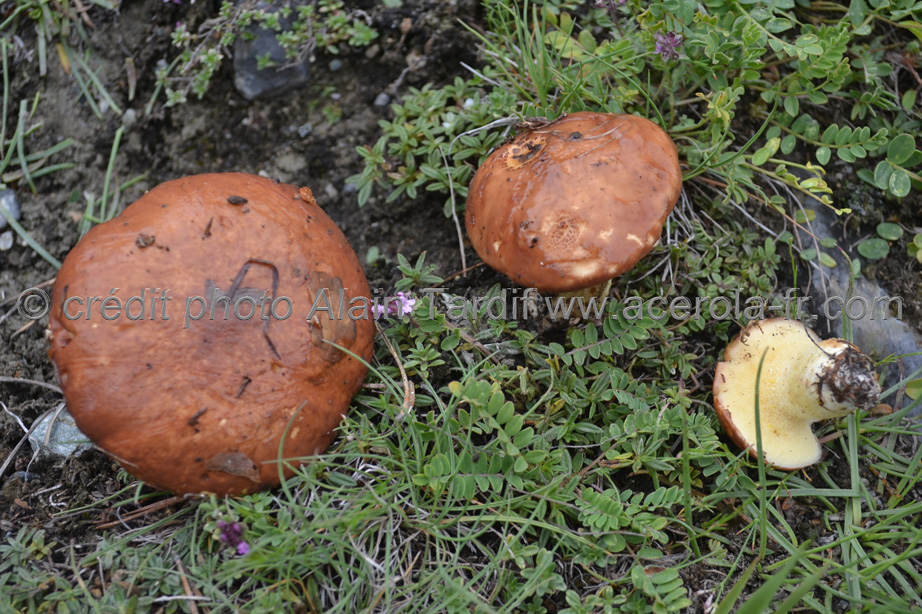 Boletus granulatus2 Boletus granulatus 2