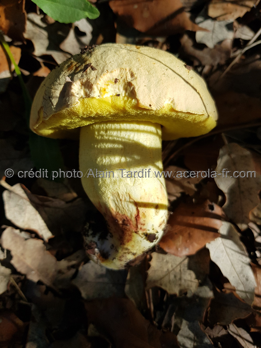Boletus impolitus 2 Boletus impolitus 2