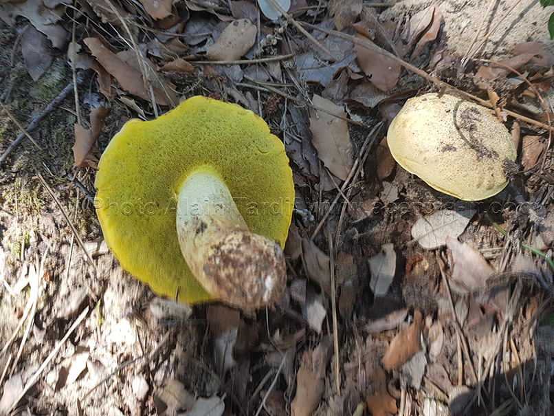 Boletus impolitus 3 Boletus impolitus 3