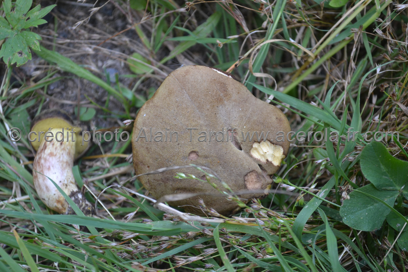 Boletus impolitus Boletus impolitus