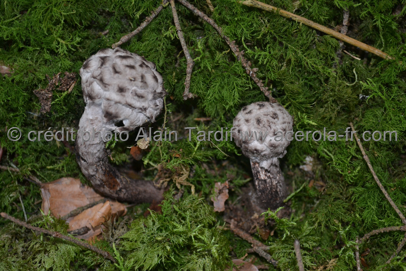 Boletus strobilaceus Boletus strobilaceus