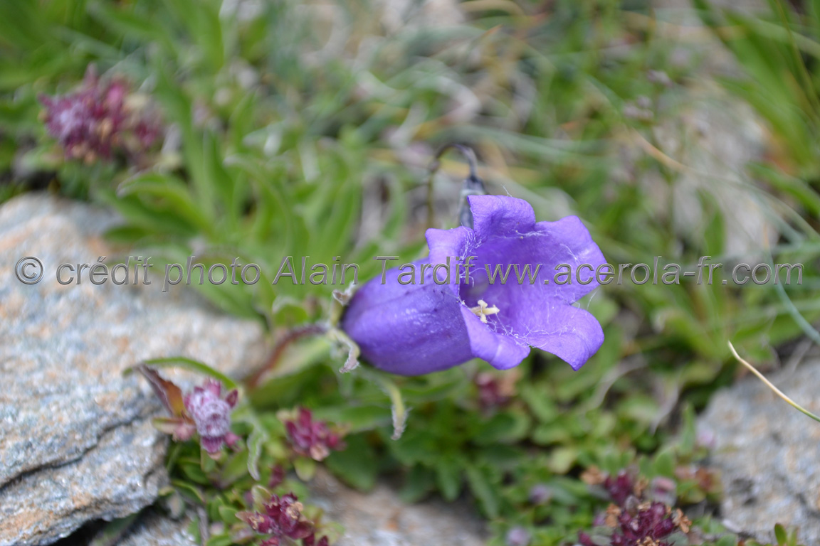 Campanula Allioni 5 Campanula allionii 5