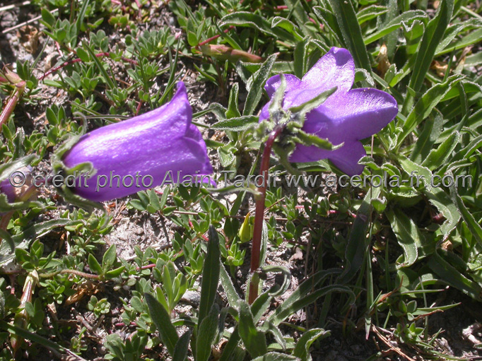 Campanula Allioni Campanula allionii