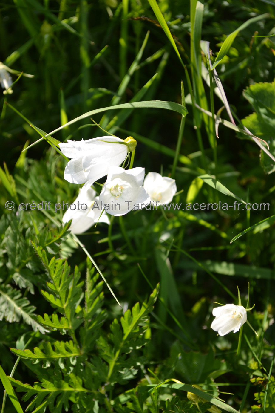 Campanula Scheuchzerii albinos Campanula scheuchzeri albinos