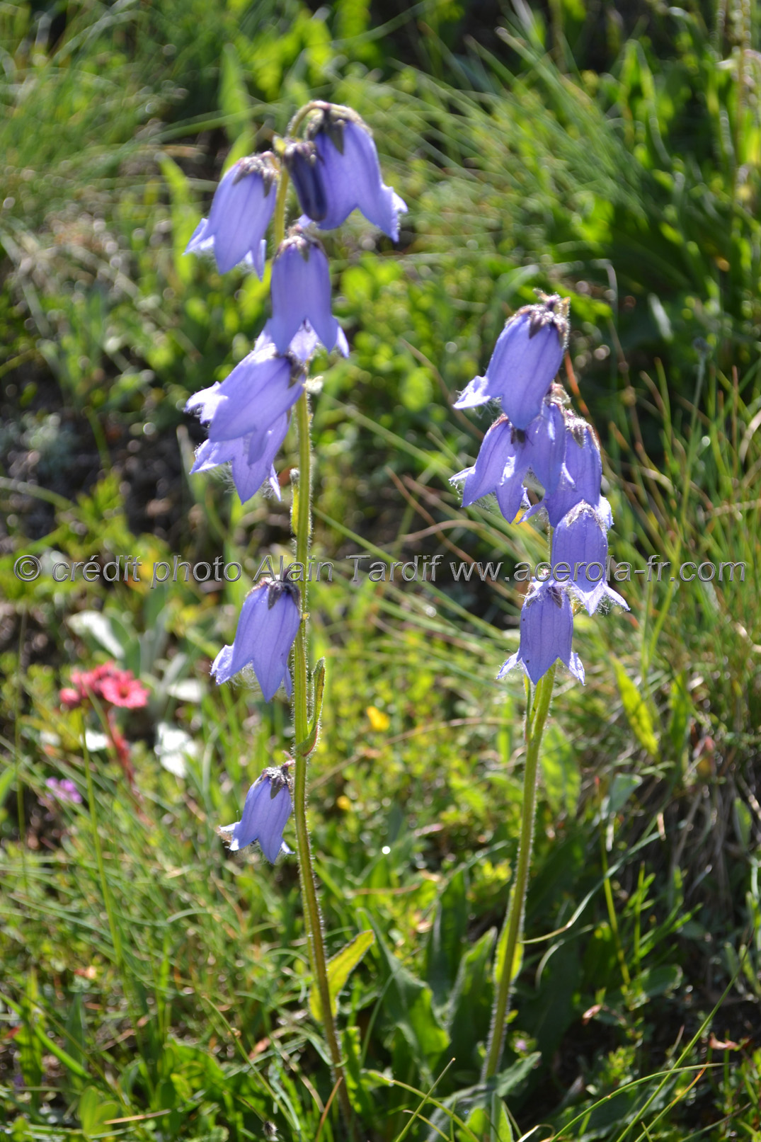 Campanula barbata 2 Campanula barbata 2