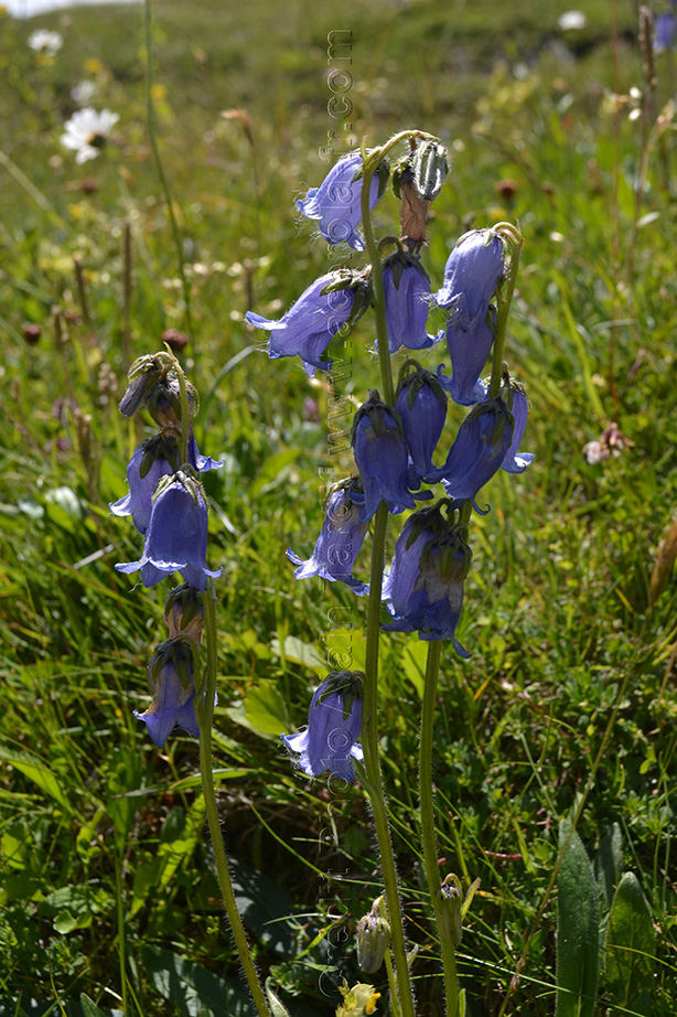 Campanula barbata 3 Campanula barbata 3