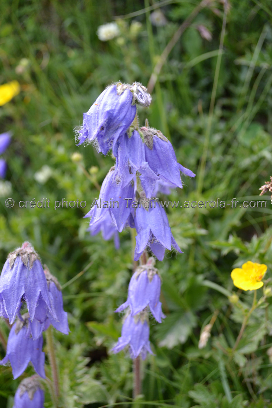 Campanula barbata campanule barbue