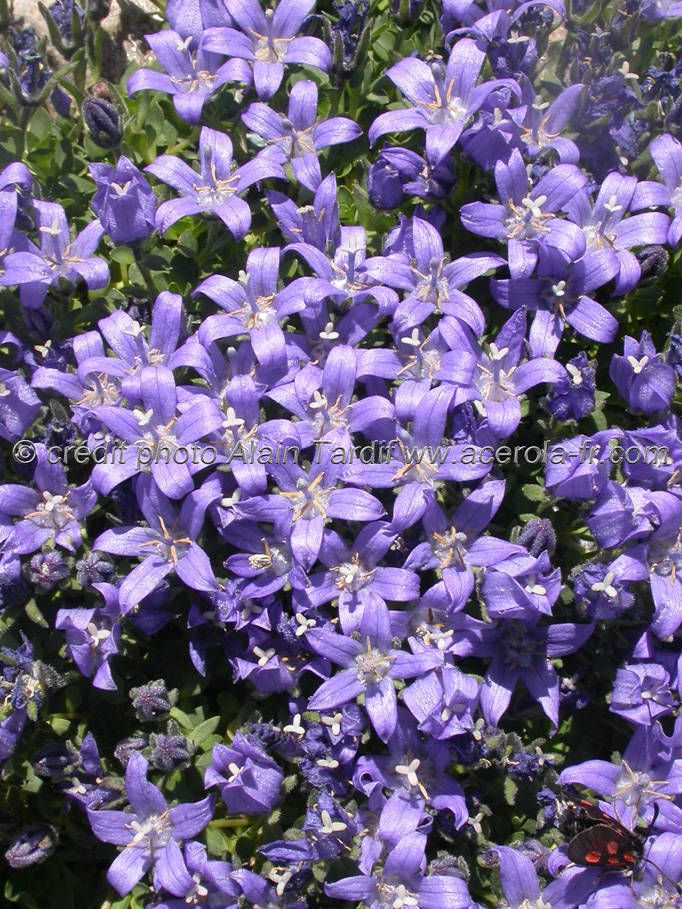 Campanula cenisia 2 Campanula cenisia 2