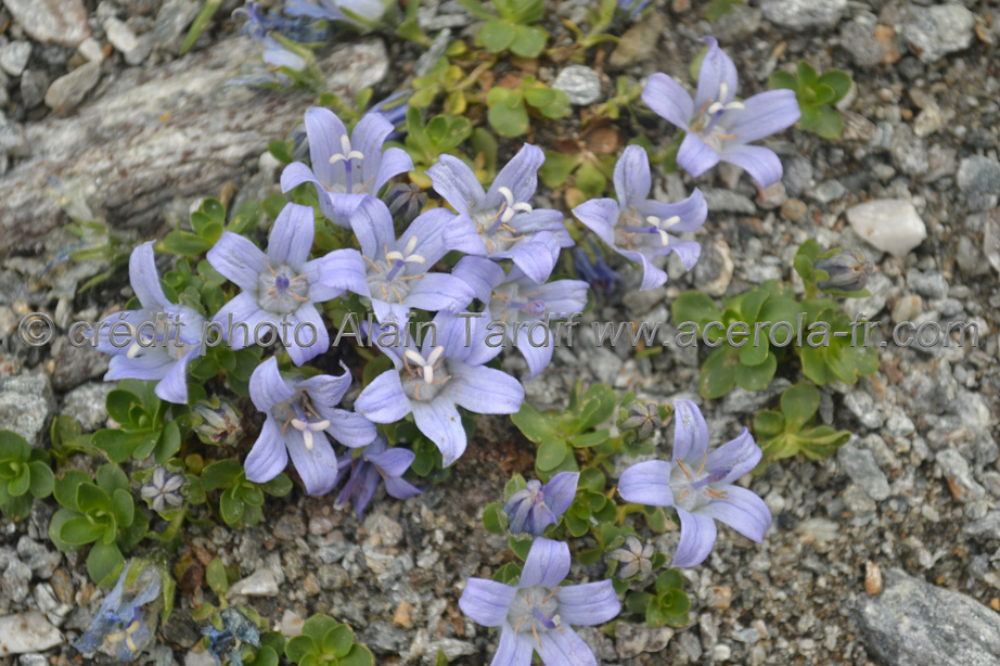 Campanula cenisia 4 Campanula cenisia 4