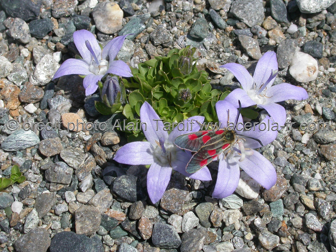 Campanula cenisia Campanula cenisia