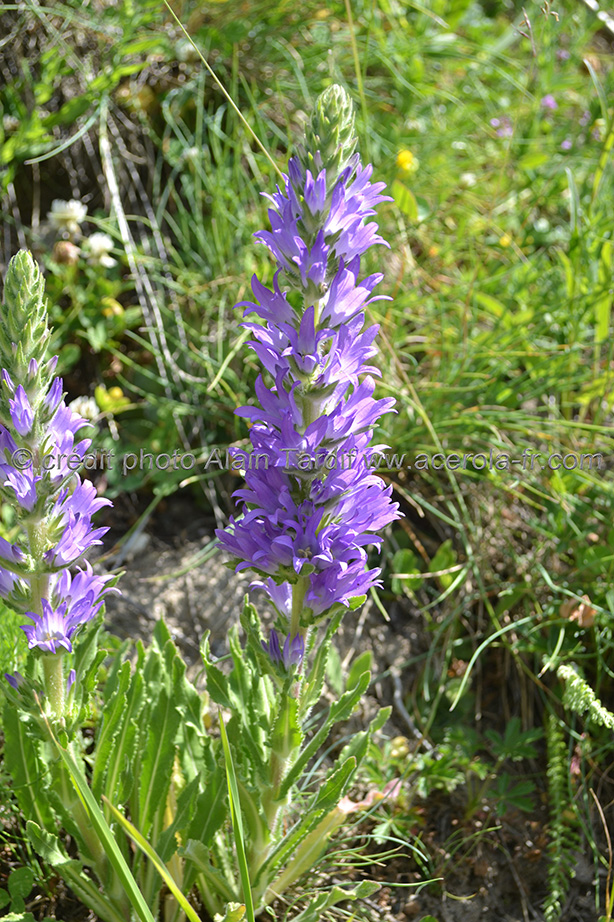 Campanula spicata Campanula spicata
