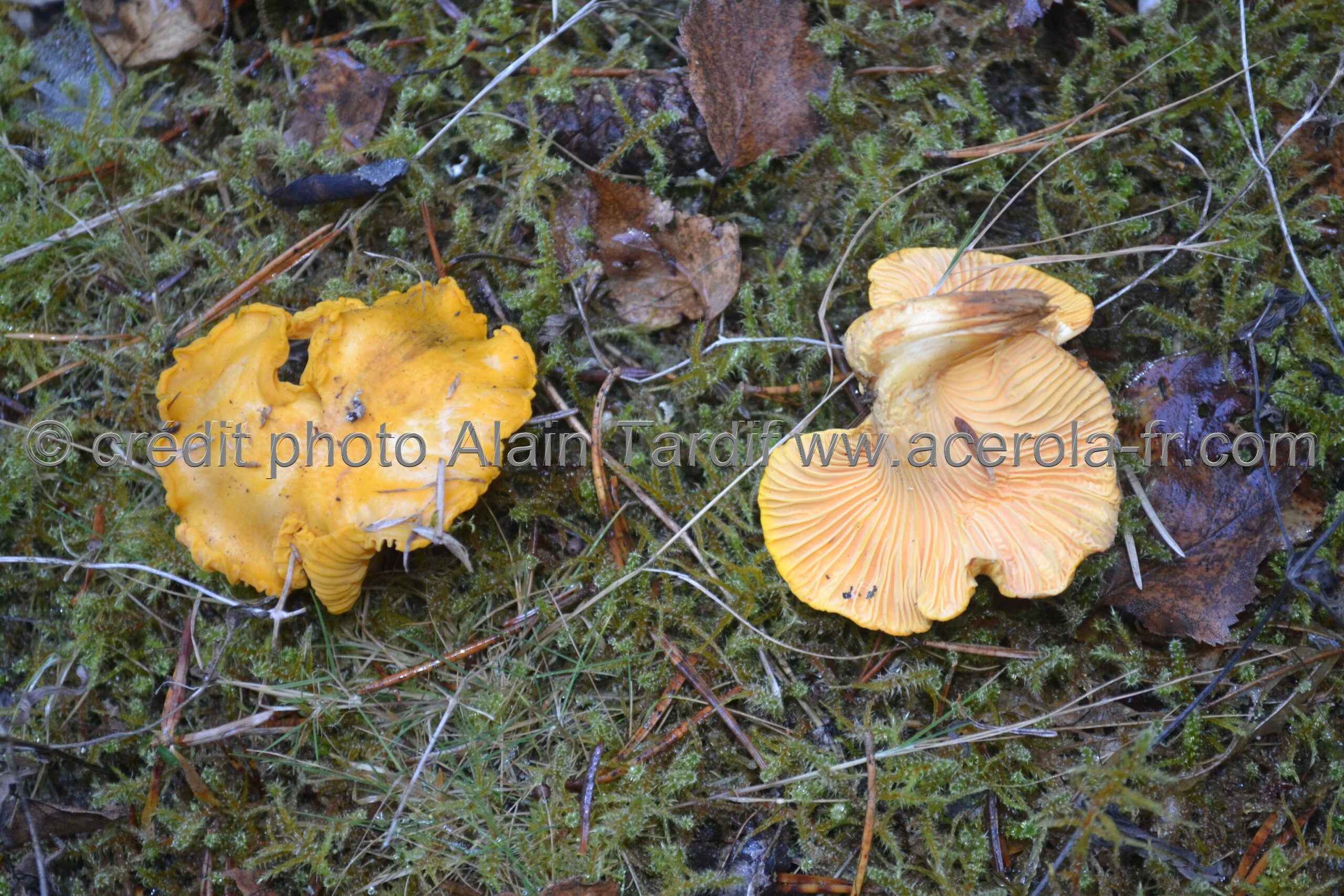 Cantharellus cibarius 2 Cantharellus cibarius 2