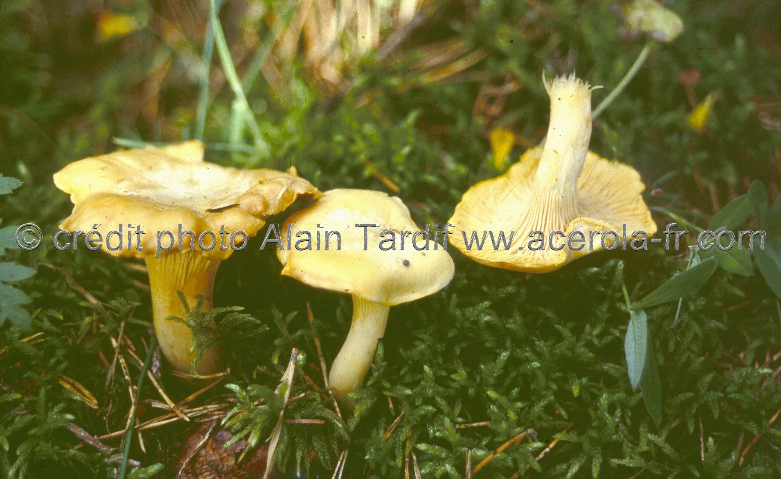 Cantharellus cibarius 4 Cantharellus cibarius 4