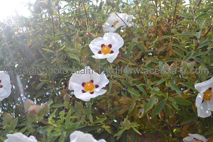 Cistus ladaniferus – ciste ladanifère