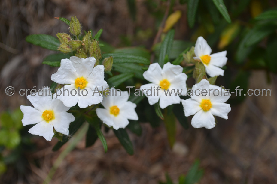 Cistus monspelliensis – ciste de Montpellier