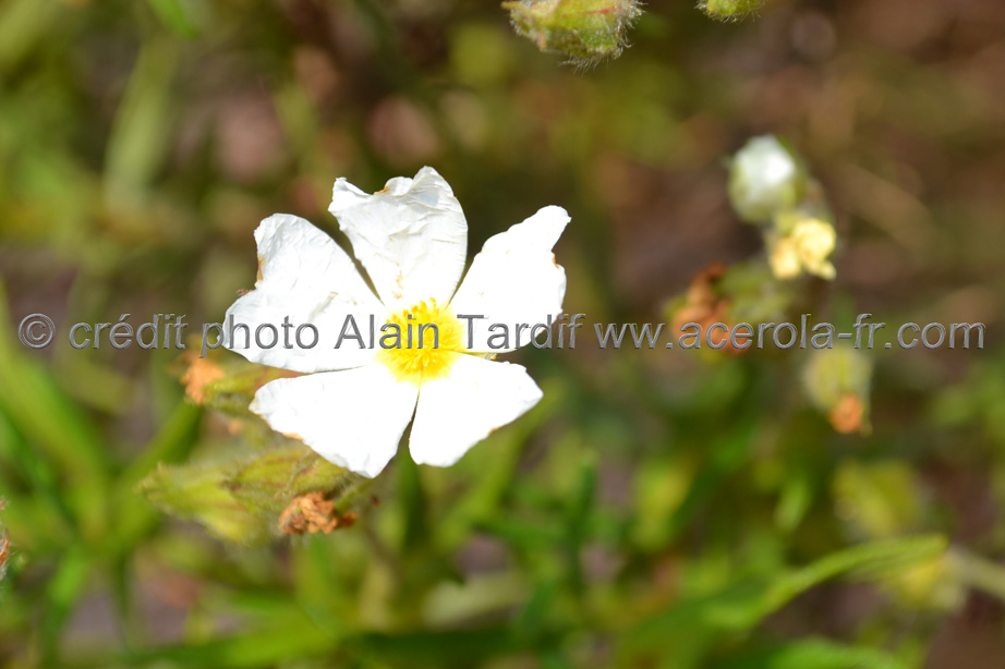 Cistus monspeliensis 3 Cistus monspelliensis 3