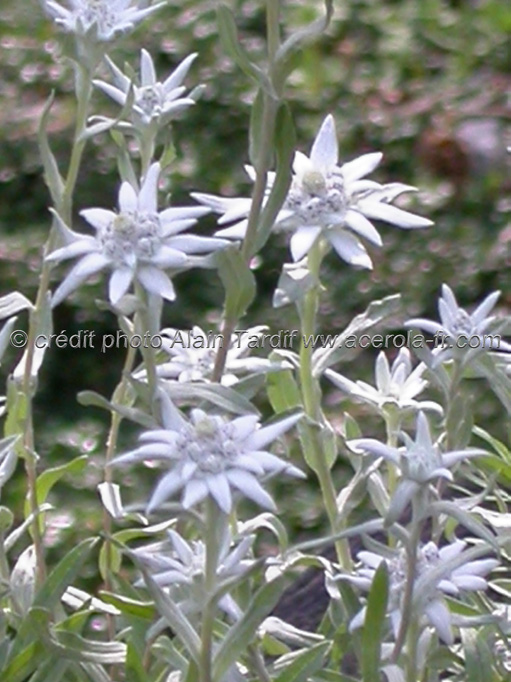 Gnaphalium leontopodium 4 Gnaphalium leontopodium 4