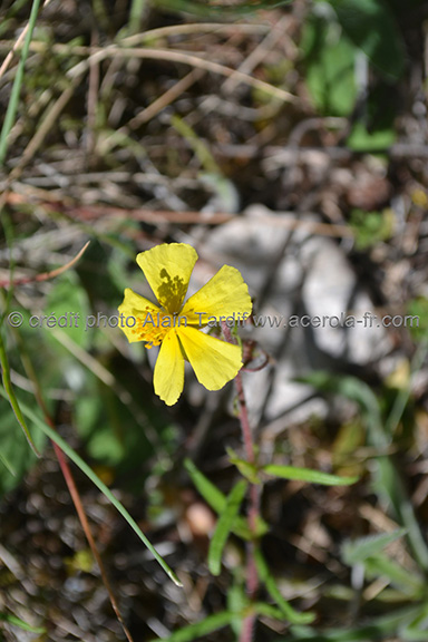 Helianthemum hirtum Helianthemum hirtum