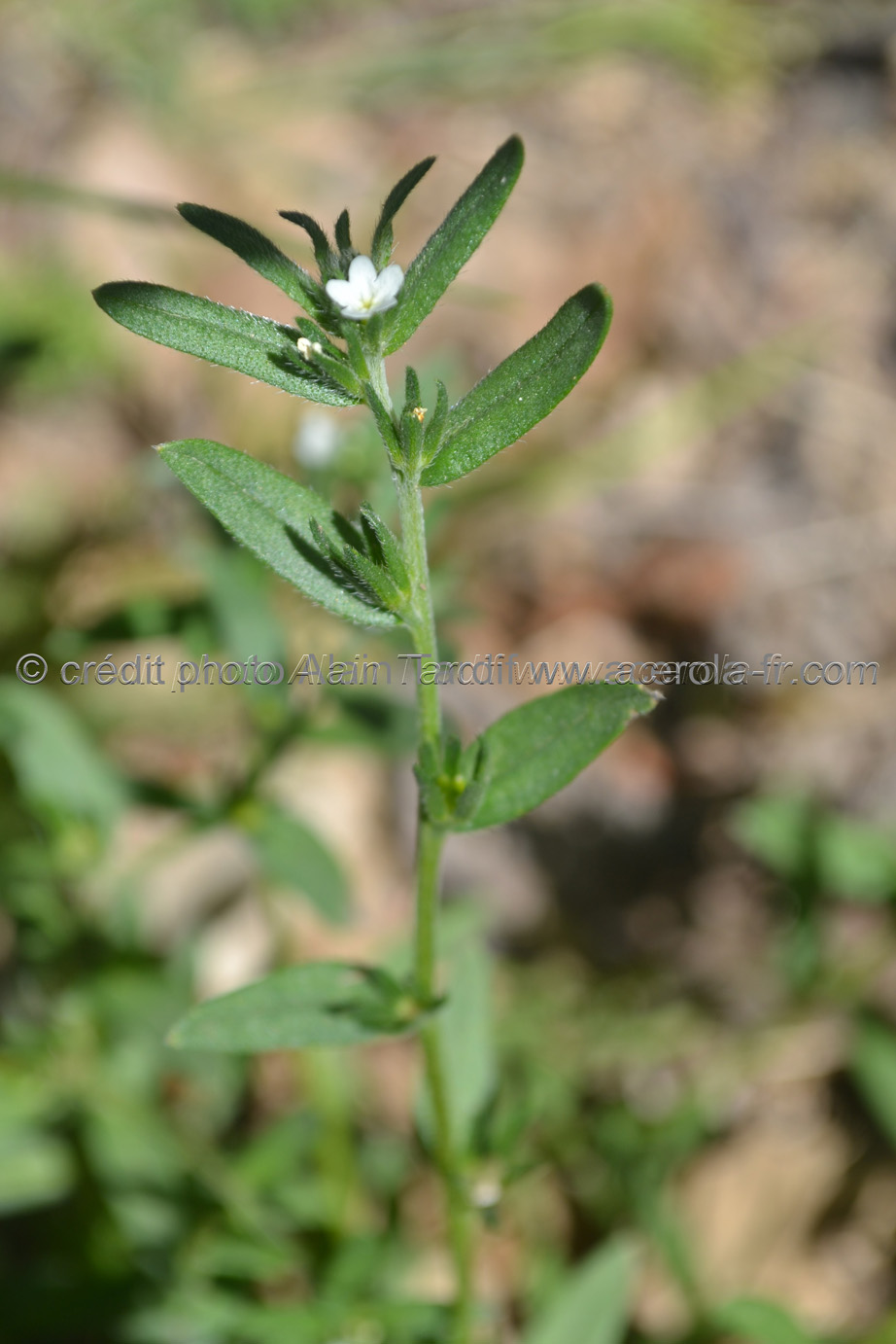 Lithospermum arvense Lithospermum arvense
