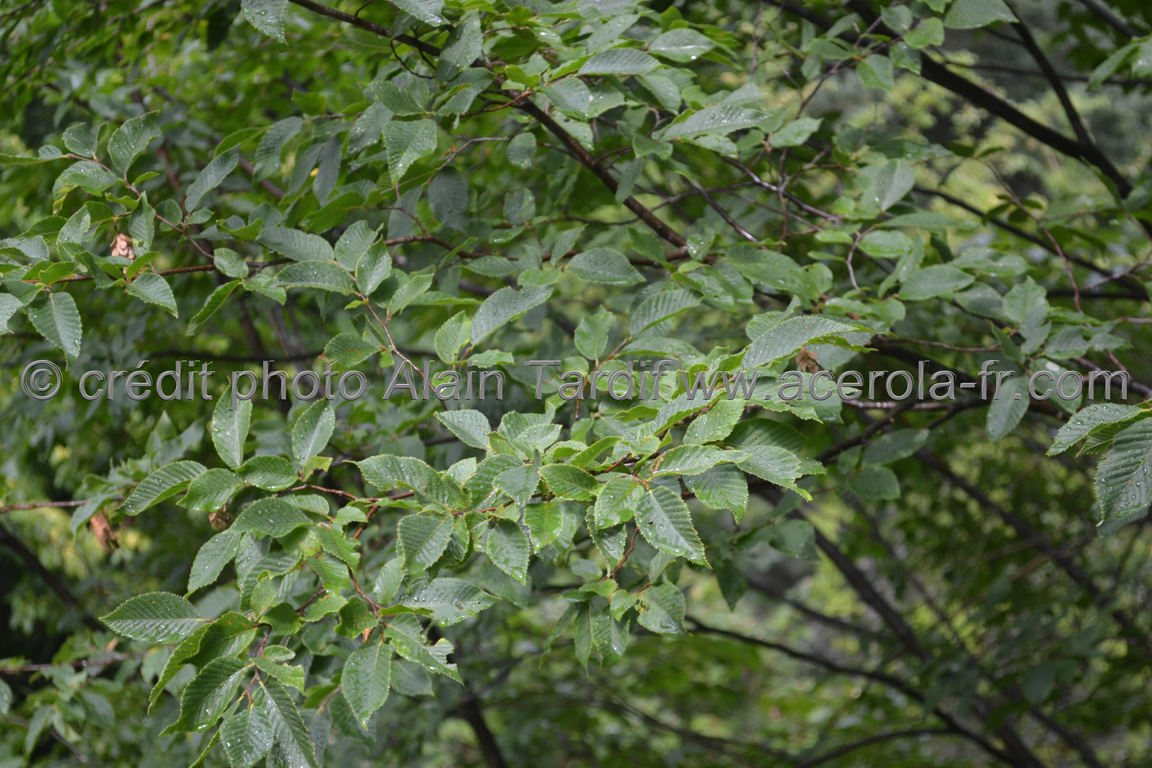 Ostrya carpinifolia 2 ostrya carpinifolia 2