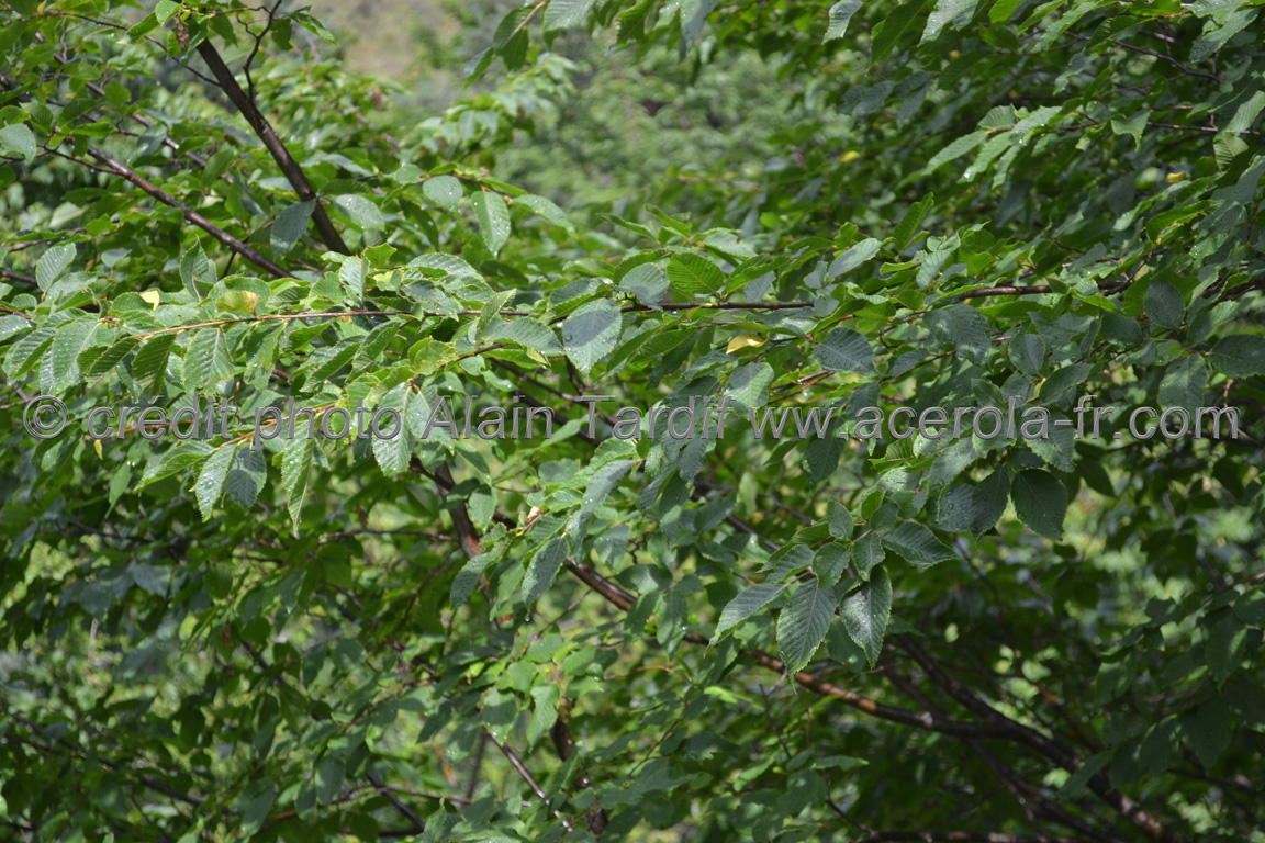 Ostrya carpinifolia 3 Ostrya carpinifolia 3